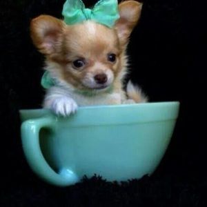 Meet your Posher, Mandy